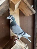 Perfecte bloedlijn!, Dieren en Toebehoren, Vogels | Duiven, Vrouwelijk, Kropper