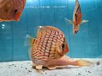 Discus Blue Turqouise, Symphysodon Discus, Vis, Zoetwatervis