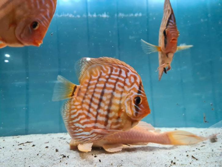 Discus Blue Turqouise, Symphysodon Discus, Dieren en Toebehoren, Vissen | Aquariumvissen, Zoetwatervis, Vis