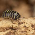 15x Armadillidium maculatum "Yellow" pissebedden / isopods, Overige soorten