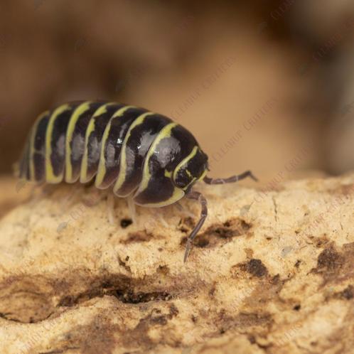 15x Armadillidium maculatum "Yellow" pissebedden / isopods, Dieren en Toebehoren, Insecten en Spinnen, Overige soorten