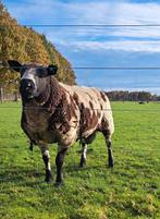 Bonte dekram volwassen, Dieren en Toebehoren, Schapen, Geiten en Varkens, Mannelijk, Schaap