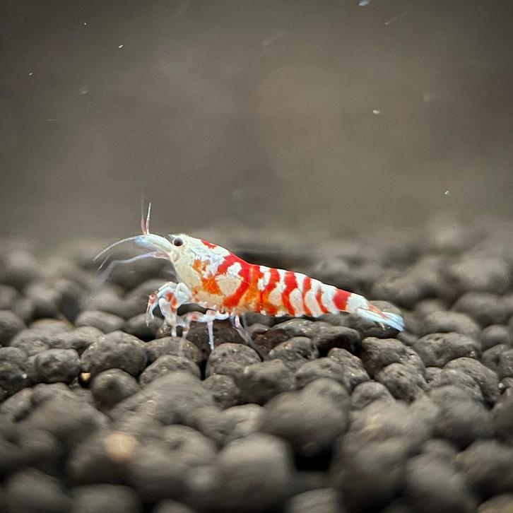 🦐 Mooie Fancy Red Tiger garnalen (Caridina), Dieren en Toebehoren, Vissen | Aquariumvissen, Kreeft, Krab of Garnaal