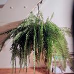 Grote hangvaren, kamerplant, Boston fern, Ophalen, Halfschaduw, Minder dan 100 cm