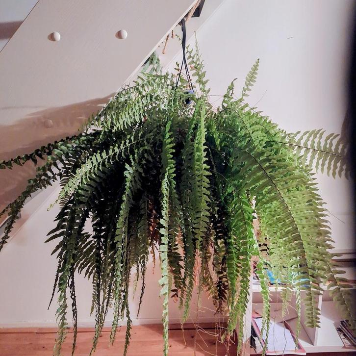 Grote hangvaren, kamerplant, Boston fern, Huis en Inrichting, Kamerplanten, Minder dan 100 cm, Halfschaduw, Ophalen
