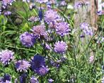 Zaden Scabiosa columbaria Mariposa blue, Tuin en Terras, Verzenden, Volle zon