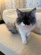 Himalaya kat met toebehoren, Dieren en Toebehoren, Poes