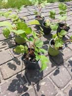 Japanse wijnbes Rubus phoenicolasius bes biologisch, Minder dan 100 cm, Lente, Overige soorten, In pot