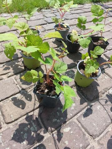 Japanse wijnbes Rubus phoenicolasius bes biologisch beschikbaar voor biedingen