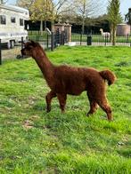 Te koop prachtige bruine alpaca hengst, Dieren en Toebehoren, Overige Dieren, Mannelijk, Alpaca