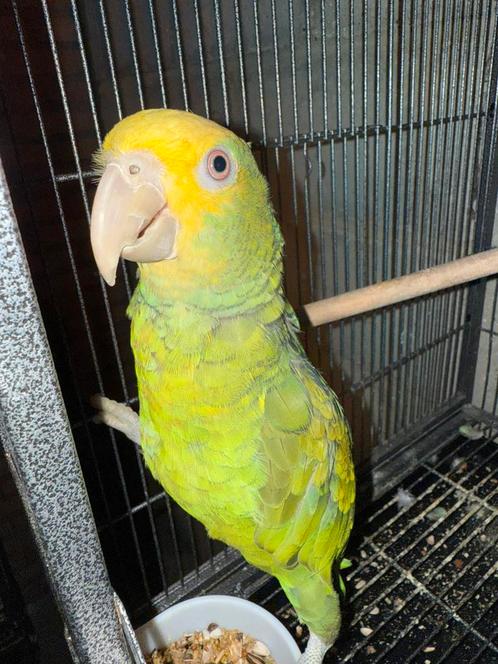 tamme pratende dubbele geelkop amazone getest op ziekte, Dieren en Toebehoren, Vogels | Parkieten en Papegaaien, Papegaai, Mannelijk