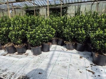 Euonymus japonicus 'Green Spire' groenblijvende haagplant beschikbaar voor biedingen