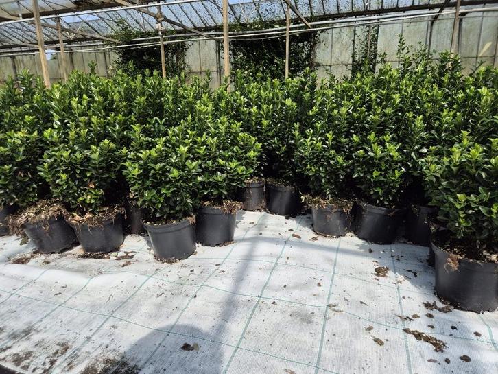Euonymus japonicus 'Green Spire' groenblijvende haagplant, Tuin en Terras, Planten | Struiken en Hagen, Haag, Overige soorten