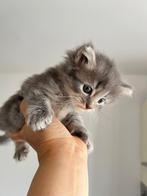 Ragdoll X britse korthaar tabby kittens, Meerdere dieren, 0 tot 2 jaar