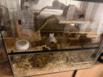 Glazen terrarium voor hamster 60x50x40 (zie bijschrijving), Kooi, Minder dan 75 cm, Zo goed als nieuw, Hamster