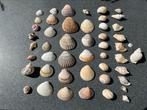 400 gram verschillende SCHELPEN, Verzamelen, Mineralen en Fossielen, Ophalen of Verzenden, Schelp(en)