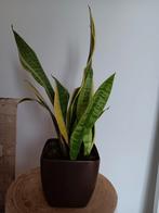 Vrouwentong 55cm - Luchtzuiverend, Sansevieria, Ophalen, In pot, Halfschaduw, Minder dan 100 cm