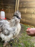 Twee USA zijdehoender hanen, Mannelijk, Kip