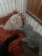 Schattige Britse Korthaar& scotch fold kittens., Dieren en Toebehoren, Katten en Kittens | Raskatten | Korthaar, Kater, Ontwormd
