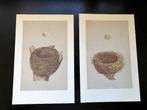 Prent Vogel Nest en Ei Zwartkop en Vink 26 x 17 cm, Ophalen of Verzenden, Voor 1940