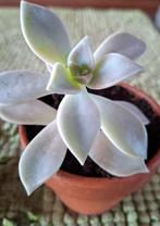 Mother-of-Pearl, Graptopetalum paraguayense, in een potje, Ophalen