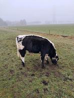 Specle Park stieren mooi voor hobby fok of mesterij, Mannelijk