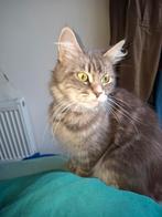 Lieve Main Coon Poes van 3 Jaar Zoekt Nieuw Huis, Dieren en Toebehoren, Katten en Kittens | Raskatten | Langhaar, Poes