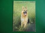(1405) Dierenkaart: HOND, Verzamelen, Ansichtkaarten | Dieren, Verzenden, Gelopen, Hond of Kat