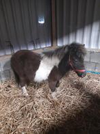 Hengstveulen, Dieren en Toebehoren, Mannelijk, Overige soorten