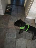 Bully 1 jaar, Rabiës (hondsdolheid), 1 tot 2 jaar, Eén hond, Nederland