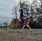 Haflinger merrie 10 jaar 1,50m, B, Gechipt, 7 tot 10 jaar, Recreatiepony