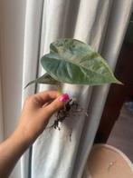 Alocasia regal shield plantje, Ophalen of Verzenden, Halfschaduw, Minder dan 100 cm