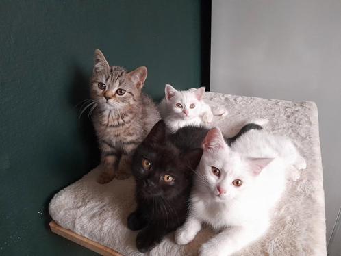 2 beschikbaar Britse korthaar kittens, Klaar voor vertrek!!, Dieren en Toebehoren, Katten en Kittens | Raskatten | Korthaar, Meerdere dieren