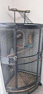 2 halsbandparkieten met kooi, Dieren en Toebehoren, Meerdere dieren, Parkiet