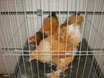 Brahma hennen, Dieren en Toebehoren, Pluimvee, Vrouwelijk, Kip