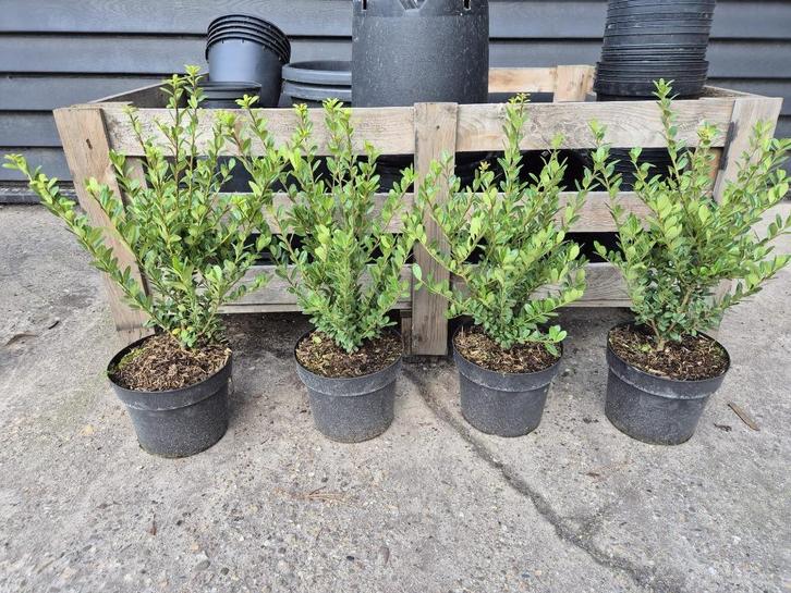 Ilex Crenata Caroline Upright - ideale buxusvervanger, Tuin en Terras, Planten | Struiken en Hagen, Haag, Hulst, Minder dan 100 cm