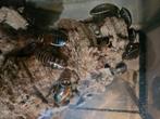 Lucihormetica verrucosa koplamp kakkerlak, Dieren en Toebehoren, Insecten en Spinnen, Overige soorten