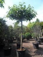 Diverse dakbomen, Tuin en Terras, Planten | Bomen, Ophalen, Dakboom