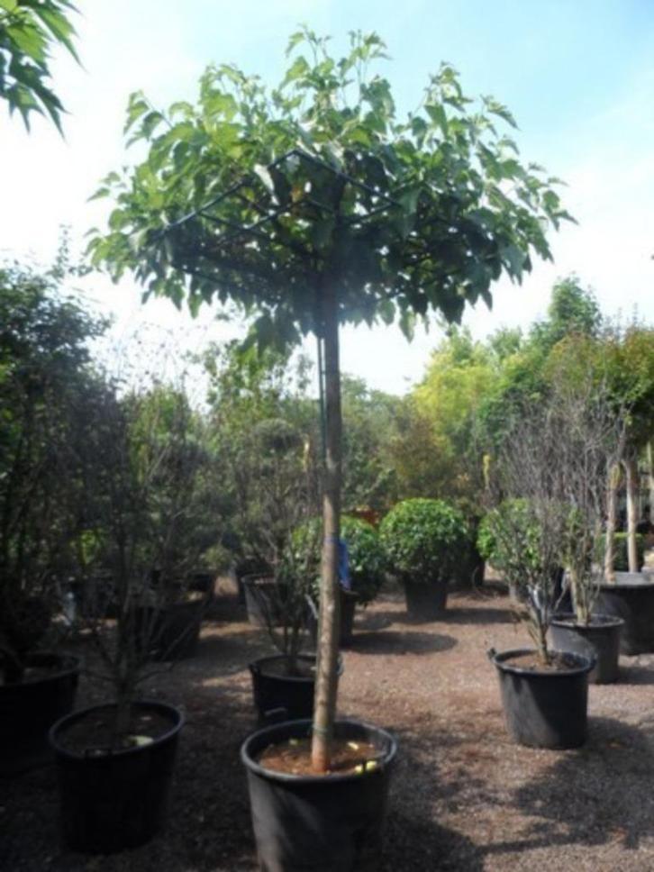 Diverse dakbomen, Tuin en Terras, Planten | Bomen, Dakboom, Ophalen