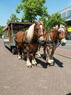 2 Super Vlaamse Brabanders, Dieren en Toebehoren, Paarden, Merrie