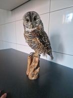taxidermie opgezette uil, Ophalen of Verzenden, Vogel, Opgezet dier