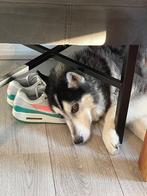 Dirk en Guus, Dieren en Toebehoren, Honden | Poolhonden, Keeshonden en Oertypen, 6 jaar of ouder, Reu, Rabiës (hondsdolheid), Poolhond