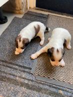 kooiker pups. reutjes. Komen net voor de kerst, Rabiës (hondsdolheid), 8 tot 15 weken, Meerdere, Meerdere dieren