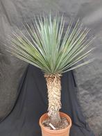 Yucca rigida 61, 130 cm, stam 65 cm, Ophalen, Vaste plant, Overige soorten, Volle zon