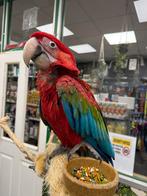 Jonge groenvleugel ara, Meerdere dieren, Papegaai, Pratend