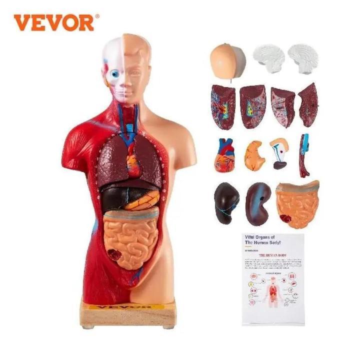 Menselijk Torso Anatomie - Model 15, Diversen, Schoolbenodigdheden, Nieuw, Ophalen of Verzenden