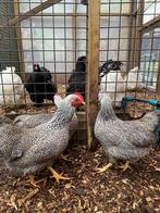 Plymouth rock krielen | Krielkippen | Jonge kippen