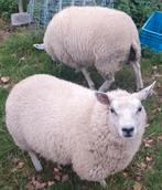 Ram rammen schaap schapen lam lammeren kerst Feest, Dieren en Toebehoren, Schapen, Geiten en Varkens, Meerdere dieren, Schaap