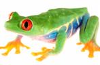 GEZOCHT: Roodoogmakikikker (Agalychnis callidryas), Dieren en Toebehoren, Reptielen en Amfibieën