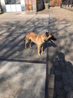 Mechelse herder, Dieren en Toebehoren, Teef, Eén hond, 3 tot 5 jaar, Herder